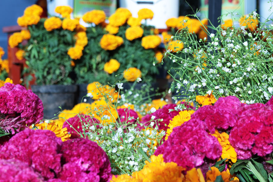 Limpieza de jardin en Vitoria